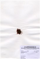 藏品(軟毛藻)的圖片